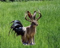 jackalope-wolperdinger